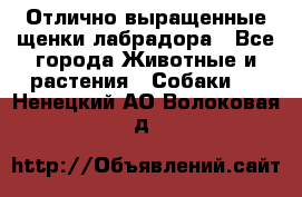 Отлично выращенные щенки лабрадора - Все города Животные и растения » Собаки   . Ненецкий АО,Волоковая д.